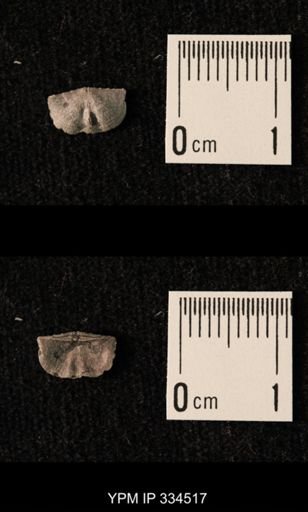 Mesolobus striatus