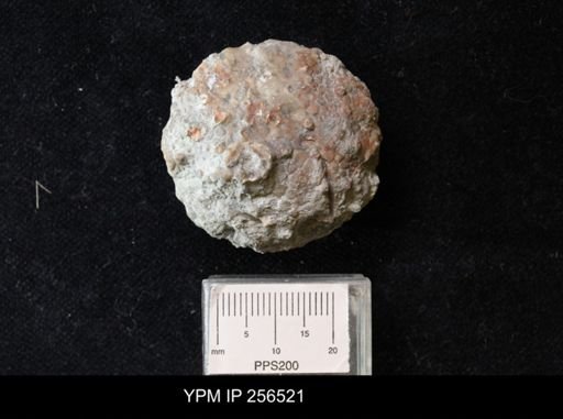 Megistocrinus sp.