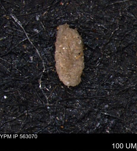 Miliammina manitobensis