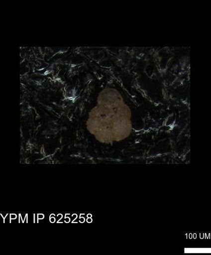 undet. Rugoglobigerinidae