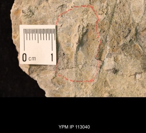 Iocrinus sp.