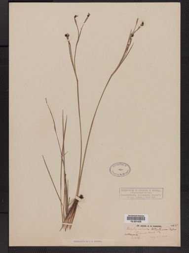 Sisyrinchium atlanticum
