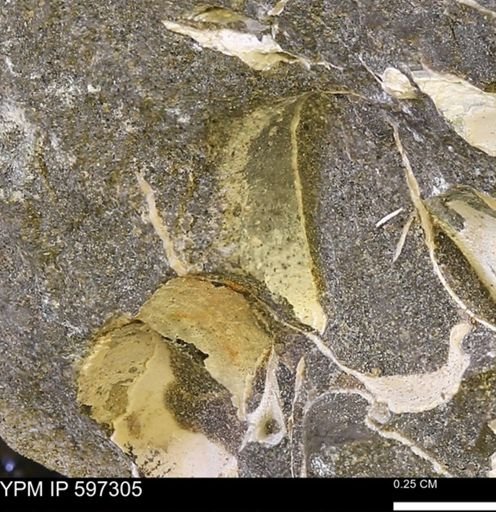 Limopsis striatopunctatus