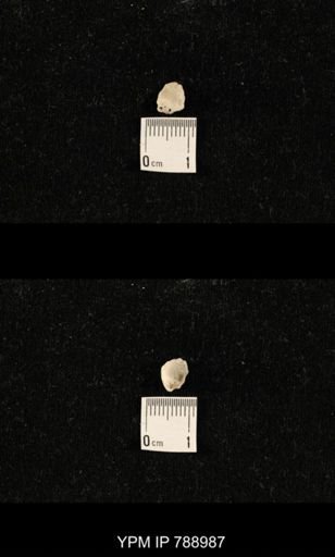 undet. Brachiopoda