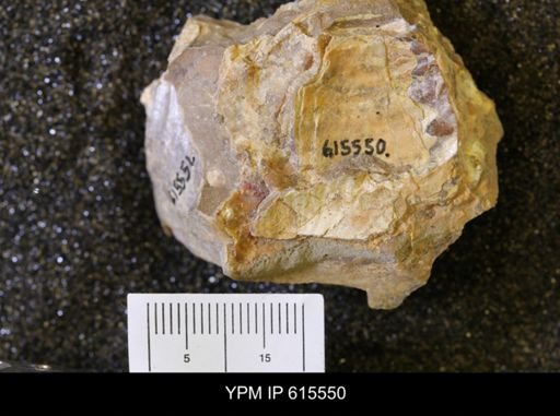 Inoceramus sp.