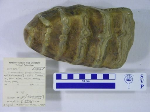 Archidiskodon proplanifrons