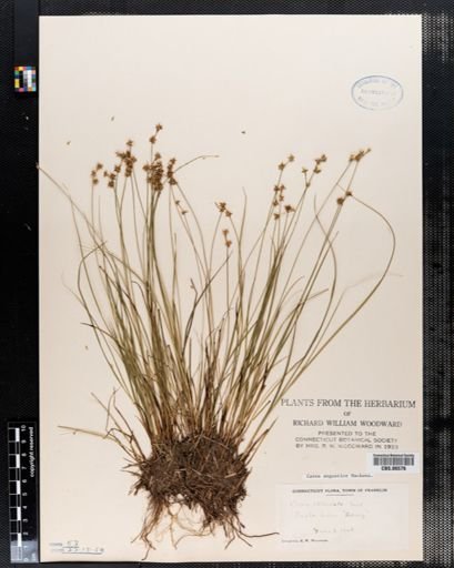 Carex angustior
