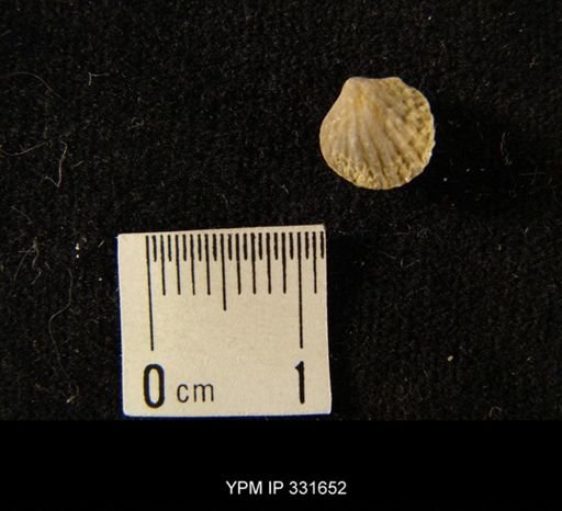 Atrypa newsomensis