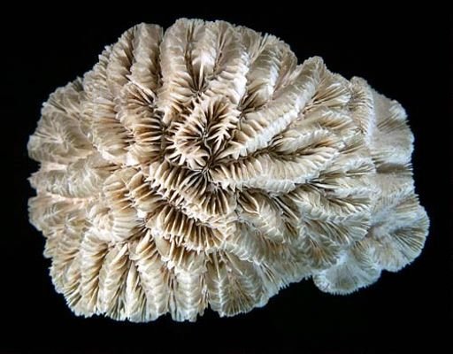 Meandrina meandrites