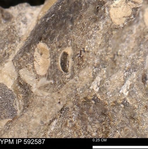 undet. Mollusca
