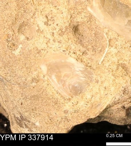undet. Ostreidae