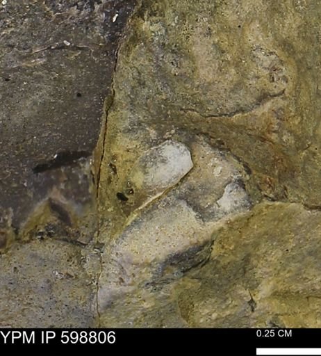 undet. Mollusca