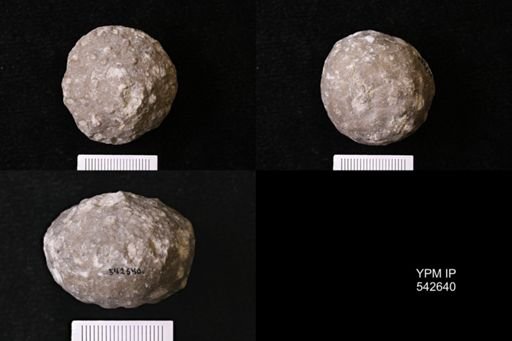 Megistocrinus sp.
