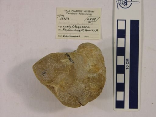 Arsinoitherium sp.