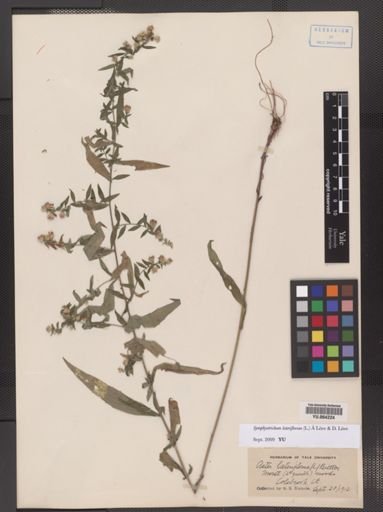 Symphyotrichum lateriflorum