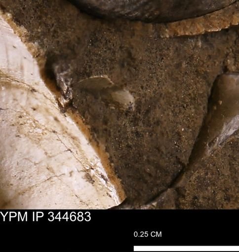 undet. Mollusca