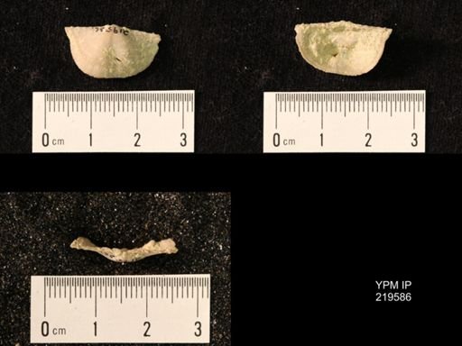 Chonetes granulifer