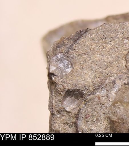 undet. Mollusca