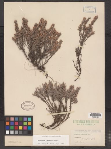 Hudsonia tomentosa