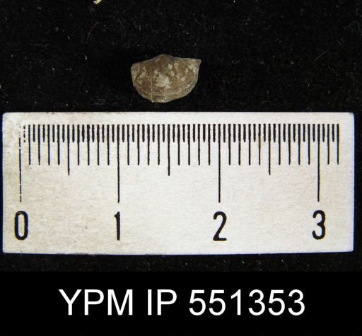 Plectambonites transversalis