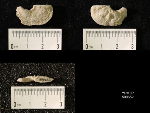 Chonetes granulifer meekanus