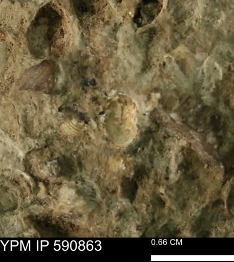 undet. Bivalvia