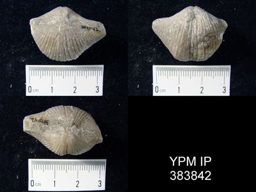 Spirifer sp.