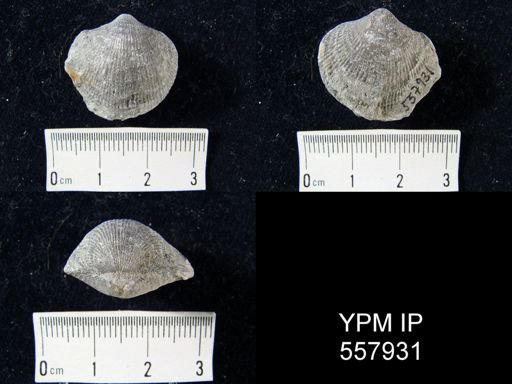 Atrypa sp.
