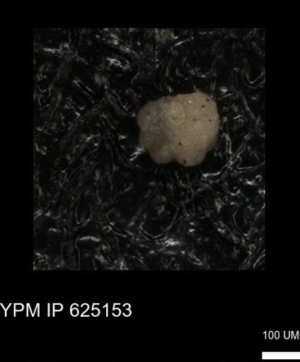 undet. Foraminiferida