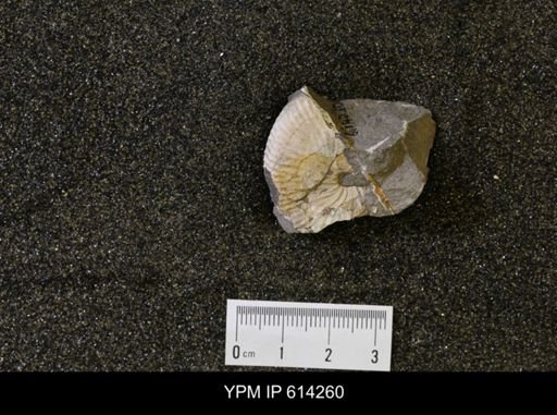 Hoploscaphites sp.