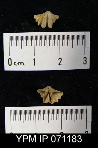 Delthyris saffordi