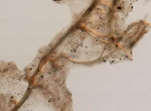 Euryspongia rosea