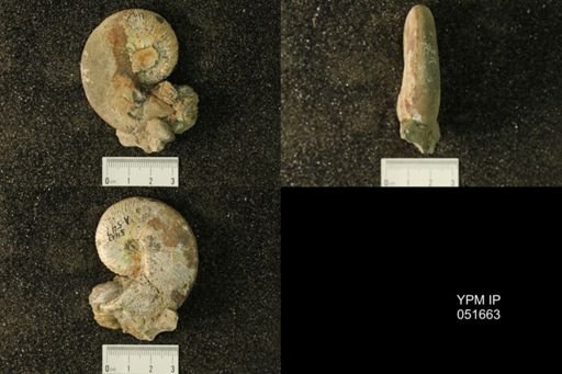 Hoploscaphites nicolletii