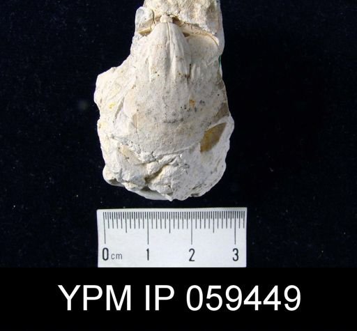 Meristella rostellata