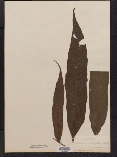Tectaria