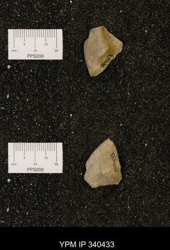 Ostrea glabra