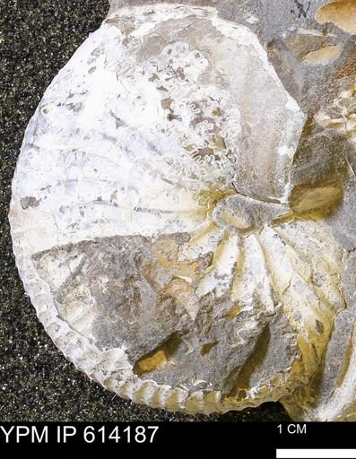 Acanthoscaphites nodosus crassus