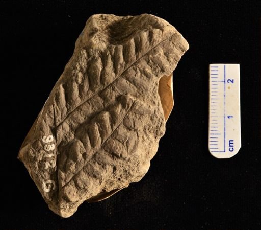 Sphenopteris orientalis