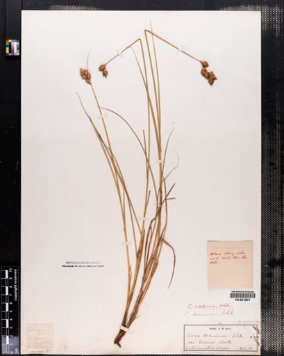Carex scoparia