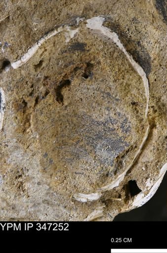 undet. Bivalvia
