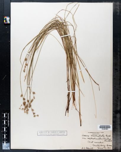 Carex stellulata