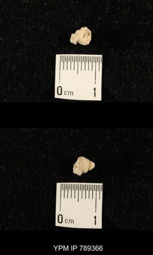 undet. Bryozoa