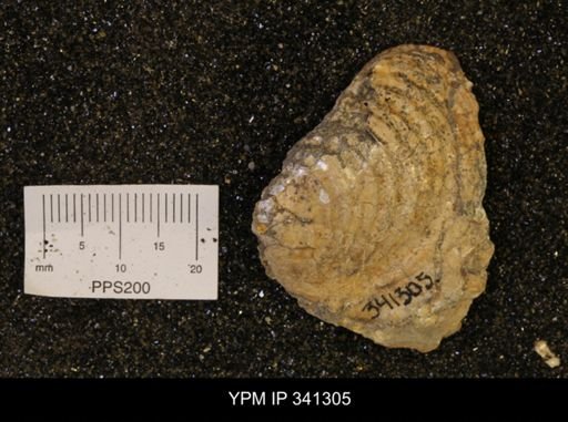 Inoceramus sp.