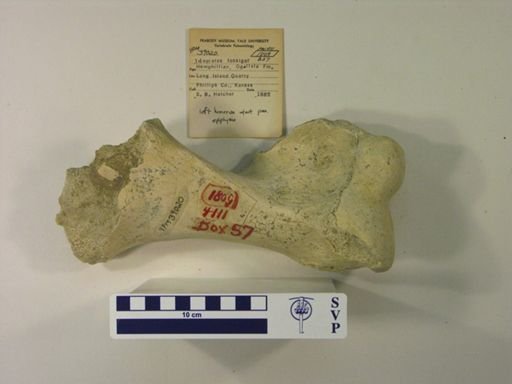 Teleoceras fossiger