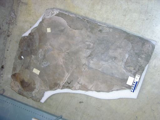 Anchisauripus sillimani