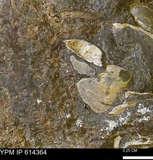 Limopsis striatopunctatus