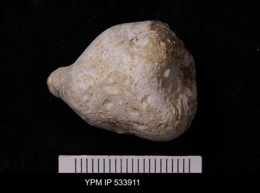 Siphonia?