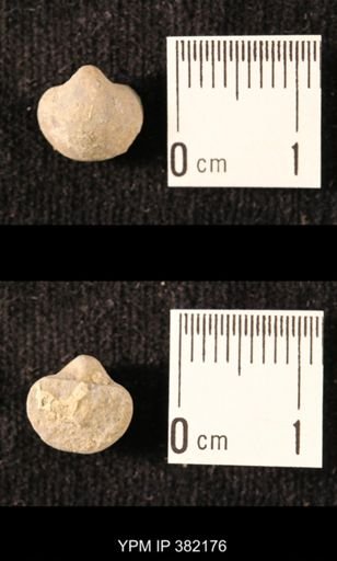Ambocoelia planoconvexa