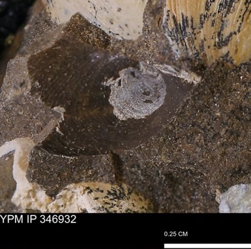 Limopsis striatopunctatus