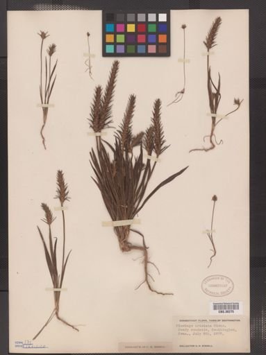 Plantago aristata